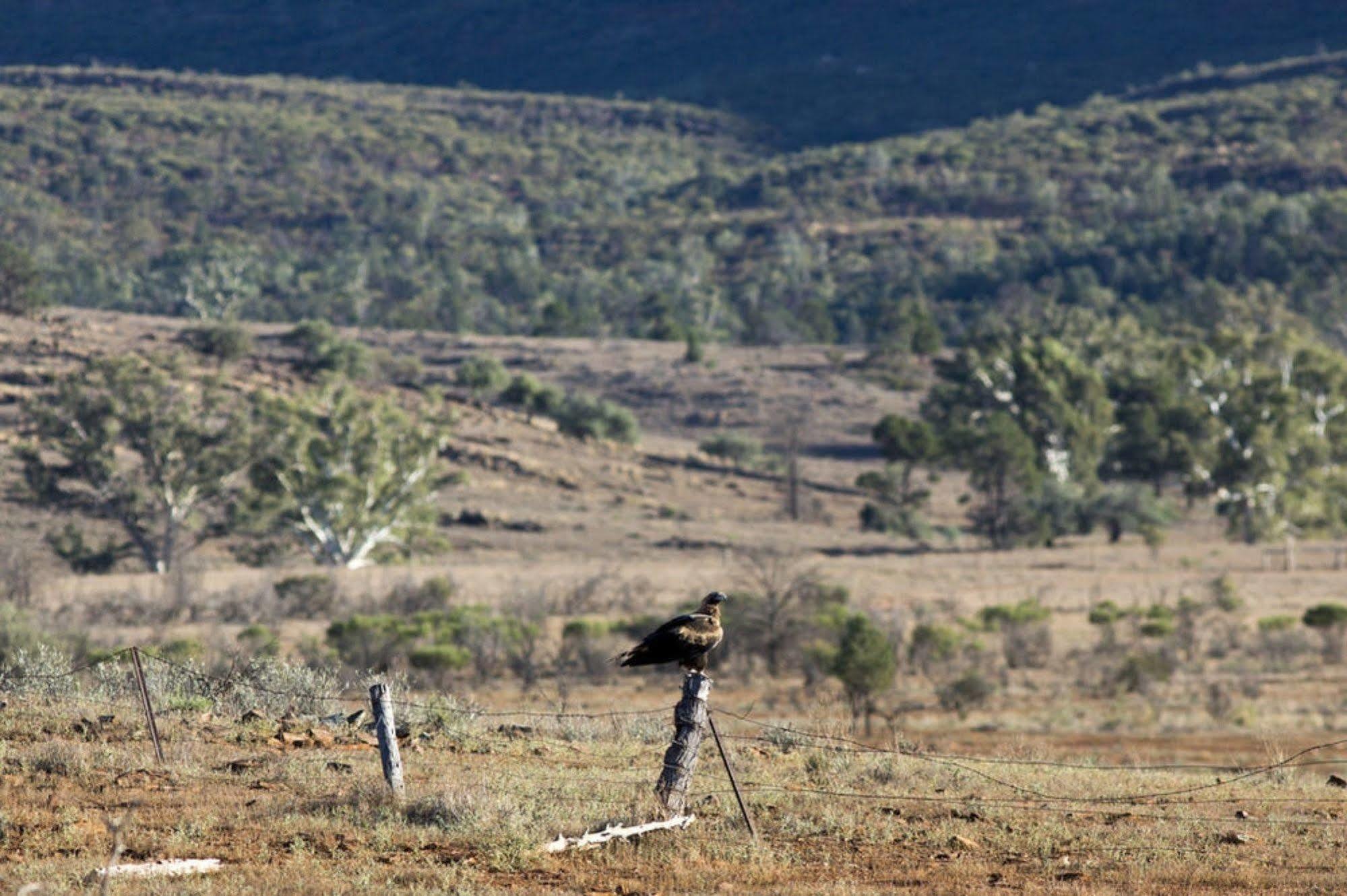 Rawnsley Park Station Hotel Flinders Ranges Buitenkant foto